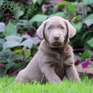 Rosa, Silver Labrador Retriever Puppy