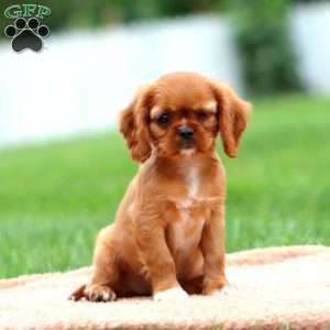 Rosa, Cavalier King Charles Spaniel Puppy