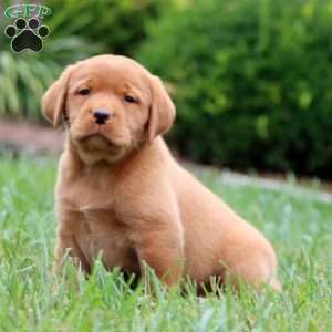 Rosa, Fox Red Labrador Retriever Puppy