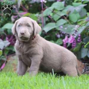 Rosa, Silver Labrador Retriever Puppy