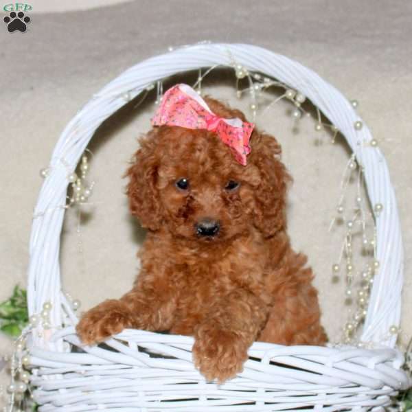 Rosalie, Cavapoo Puppy
