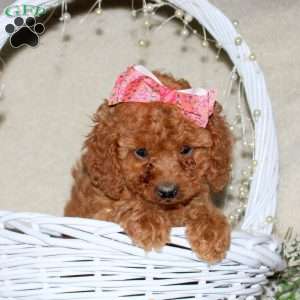 Rosalie, Cavapoo Puppy