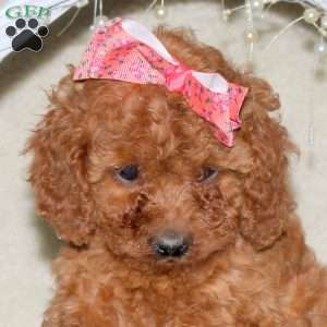 Rosalie, Cavapoo Puppy