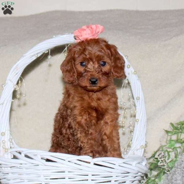 Roselle, Cavapoo Puppy