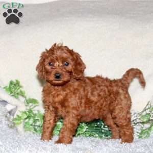 Roselle, Cavapoo Puppy