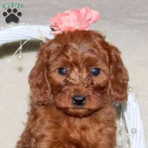 Roselle, Cavapoo Puppy
