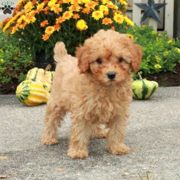 Rosie, Miniature Poodle Puppy