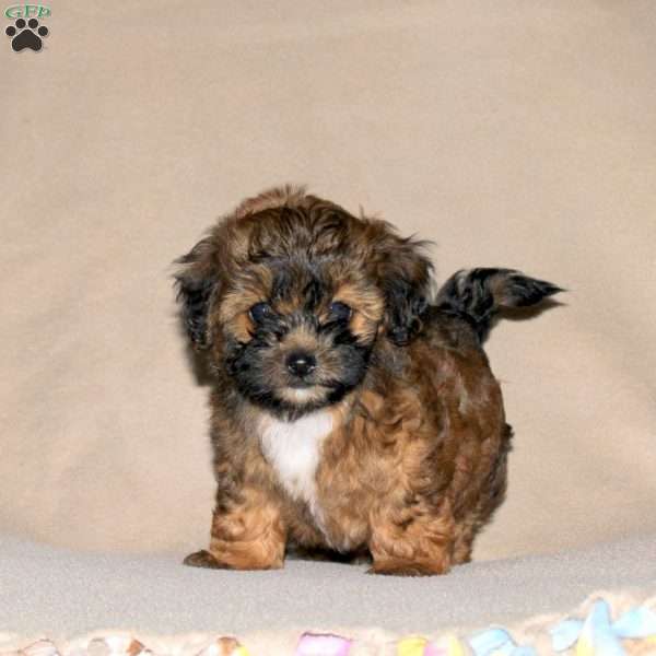 Rosie, Toy Poodle Mix Puppy