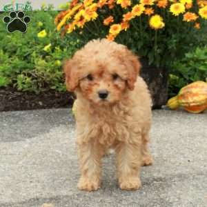 Rosie, Miniature Poodle Puppy