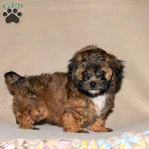 Rosie, Toy Poodle Mix Puppy