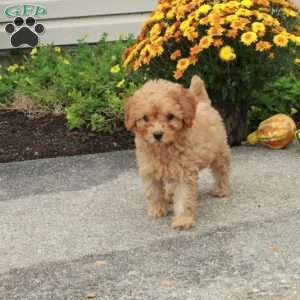 Rosie, Miniature Poodle Puppy