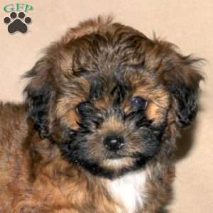 Rosie, Toy Poodle Mix Puppy