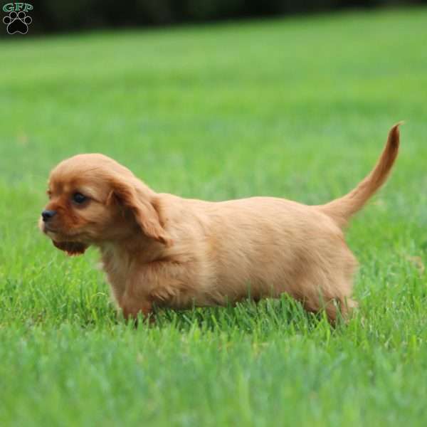 Ross, Cavalier King Charles Spaniel Puppy