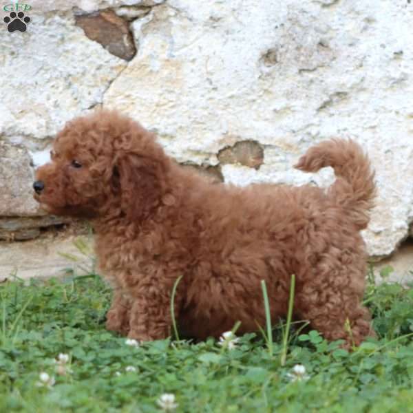 Ross, Mini Goldendoodle Puppy
