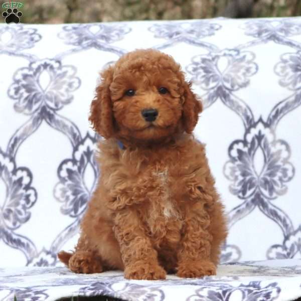 Ross, Mini Goldendoodle Puppy