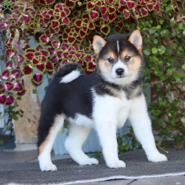 Ross, Shiba Inu Puppy