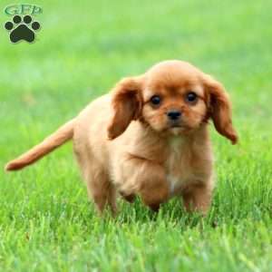 Ross, Cavalier King Charles Spaniel Puppy