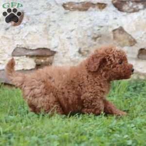 Ross, Mini Goldendoodle Puppy