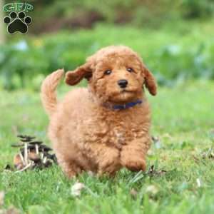 Ross, Mini Goldendoodle Puppy
