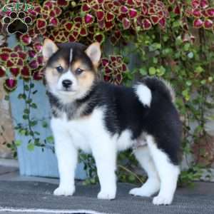 Ross, Shiba Inu Puppy