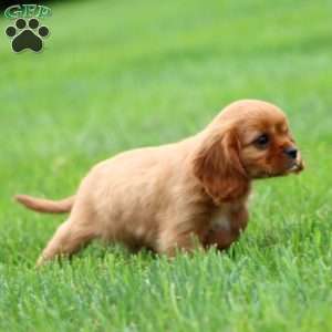 Ross, Cavalier King Charles Spaniel Puppy