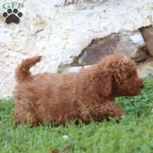 Ross, Mini Goldendoodle Puppy