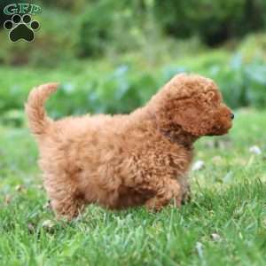 Ross, Mini Goldendoodle Puppy