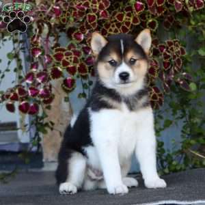 Ross, Shiba Inu Puppy