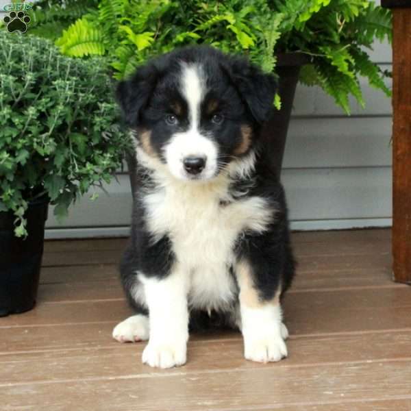 Rover, Australian Shepherd Puppy