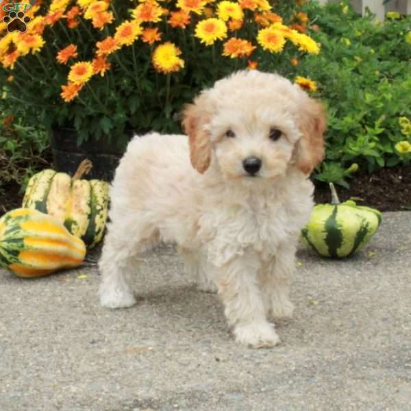 Roxie, Miniature Poodle Puppy