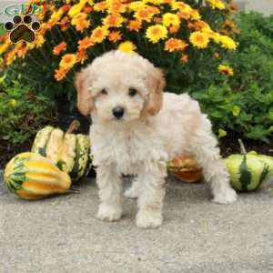 Roxie, Miniature Poodle Puppy
