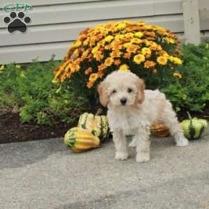 Roxie, Miniature Poodle Puppy