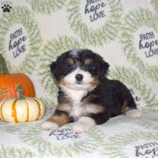 Roxy, Mini Bernedoodle Puppy