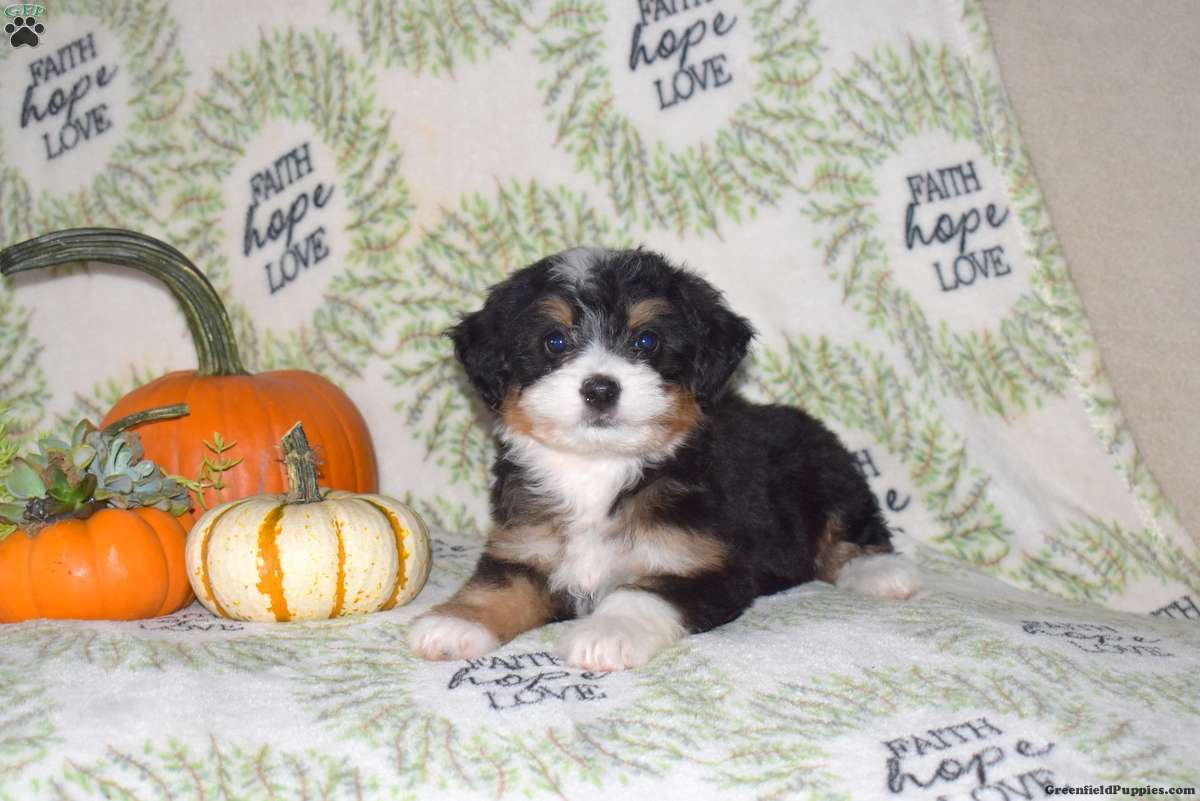 Roxy
