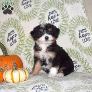 Roxy, Mini Bernedoodle Puppy
