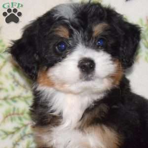 Roxy, Mini Bernedoodle Puppy