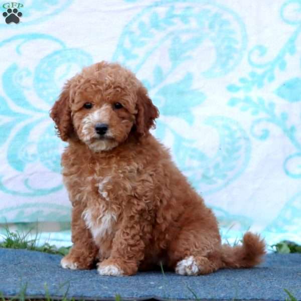 Roxy, Mini Goldendoodle Puppy
