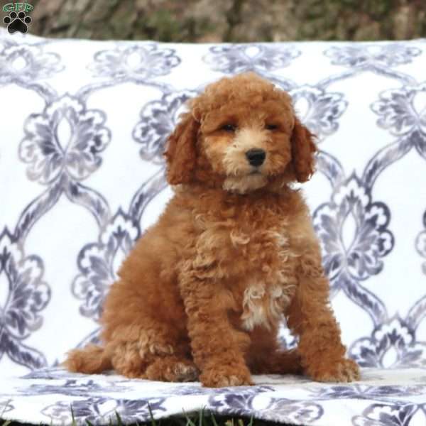 Roxy, Mini Goldendoodle Puppy