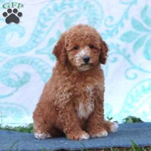 Roxy, Mini Goldendoodle Puppy