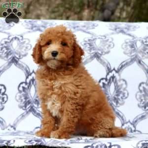 Roxy, Mini Goldendoodle Puppy