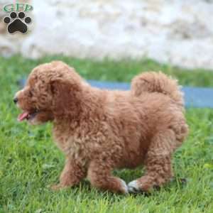 Roxy, Mini Goldendoodle Puppy