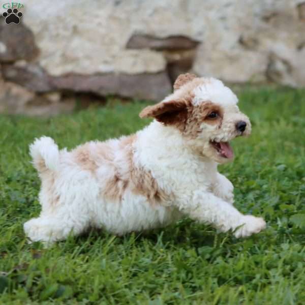 Royal, Mini Goldendoodle Puppy
