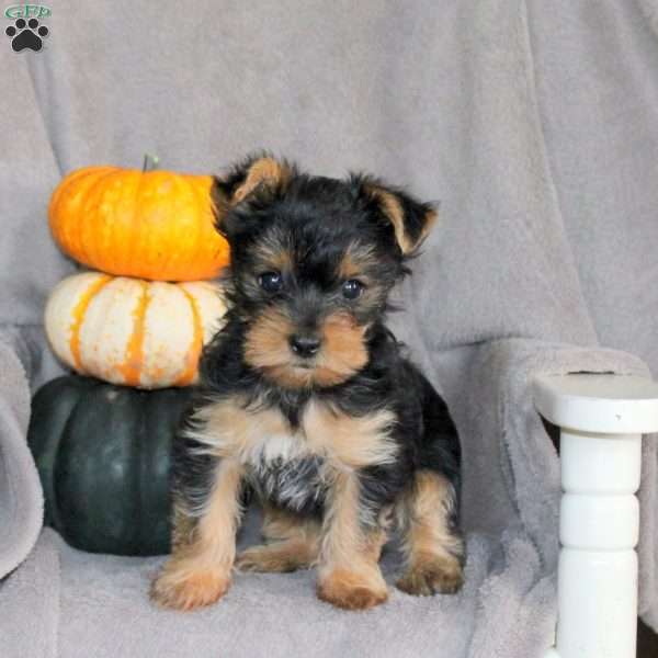 Ruby, Yorkie Puppy