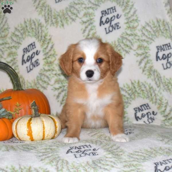 Ruby, Mini Bernedoodle Puppy