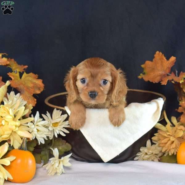Ruby, Cavalier King Charles Spaniel Puppy