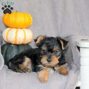 Ruby, Yorkie Puppy