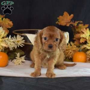 Ruby, Cavalier King Charles Spaniel Puppy