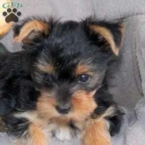 Ruby, Yorkie Puppy