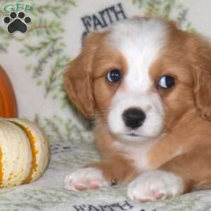 Ruby, Mini Bernedoodle Puppy