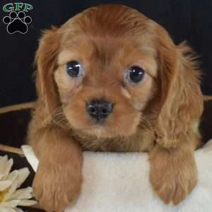 Ruby, Cavalier King Charles Spaniel Puppy